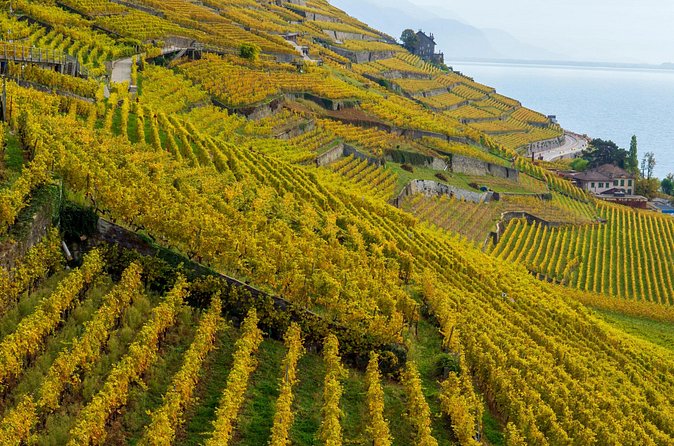 Lavaux Wine and Vineyard Experience with Boat Cruise - Lunch at Tout un Monde in Grandvaux