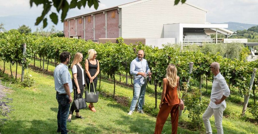 Lazise: Vineyard Tour and Organic Wine Tasting - Why the Small Group Matters