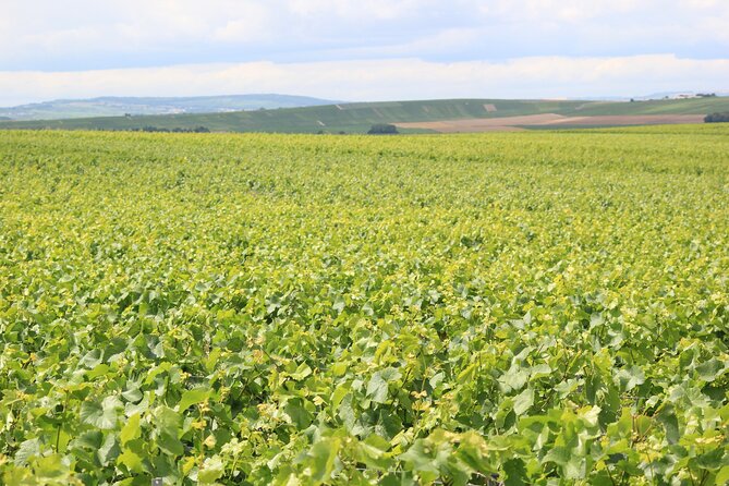 Let's take a walk in the vineyards - Why this short walk gets to the heart of Champagne