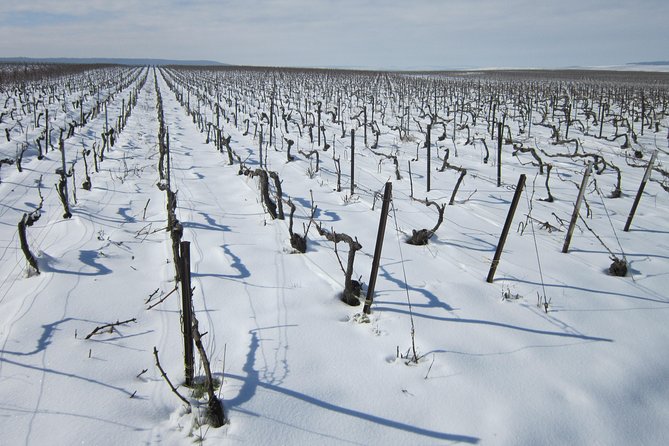 Let's take a walk in the vineyards - Following the work from pruning to harvest
