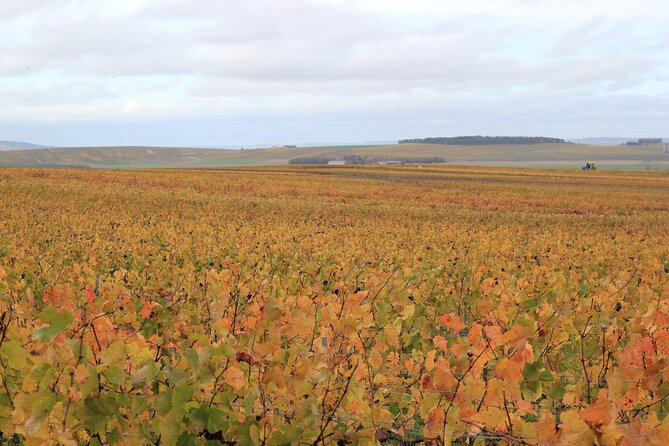 Let's take a walk in the vineyards - What the reviews reveal about the strongest points