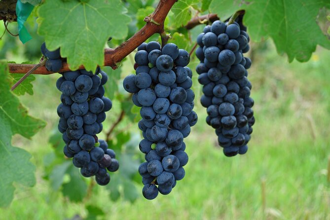Local Vineyard Tour & Wine Tasting at the Independence Valley - How the Mexican wines measure up