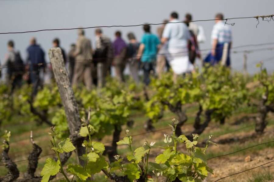 Loire Valley: Vouvray Vineyard Tour and Wine Tasting - Walking the Vouvray vines