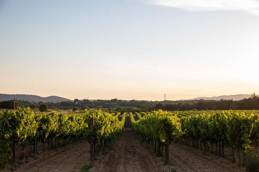 Luberon: Vineyard Tour and Wine Tasting - Understanding Luberon terroir at ground level