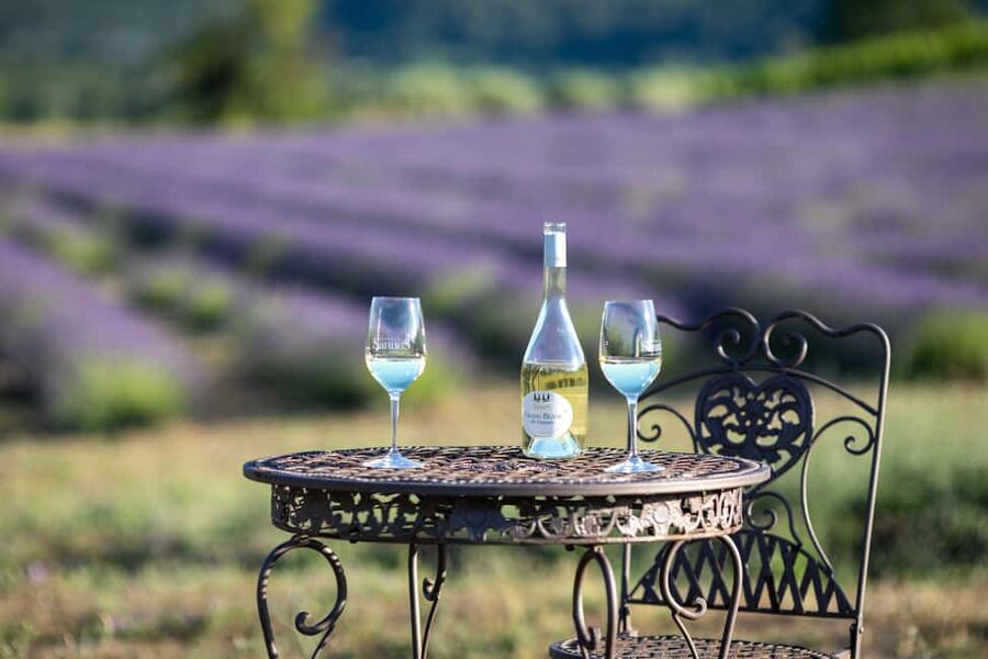 Luberon: Vineyard Tour and Wine Tasting - Walking through the vine cycle