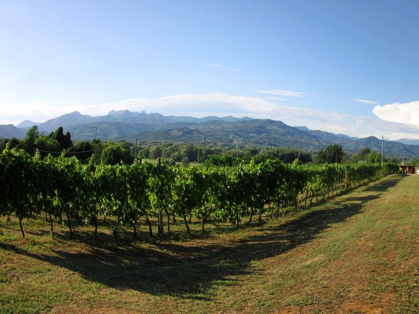 Lucca: Picnic Lunch at a Vineyard by Bike - Who will enjoy this outing?