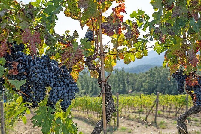 Lucca: self-guided bike tour + picnic in the vineyards - Standard bicycle or e-bike?