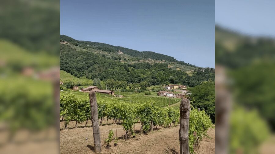 Lucca: Vineyard Paint & Sip at Tenuta Adamo Winery - Who will enjoy this experience most