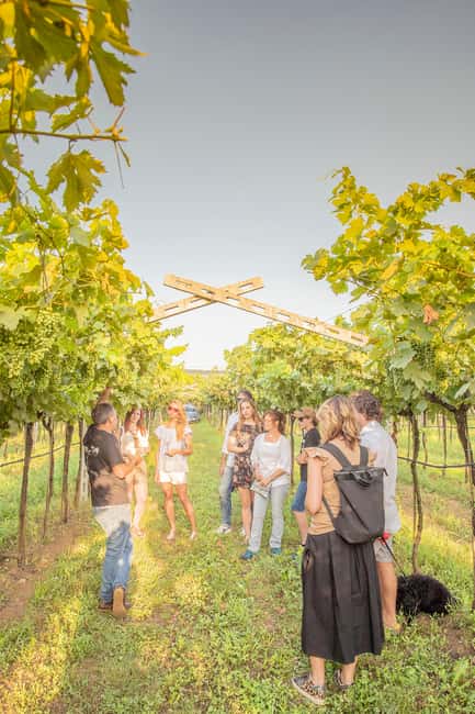 LUNCH IN VERONA: LIGHT LUNCH AMONG THE VINEYARDS AND IN THE WINERY - Key points to know before booking