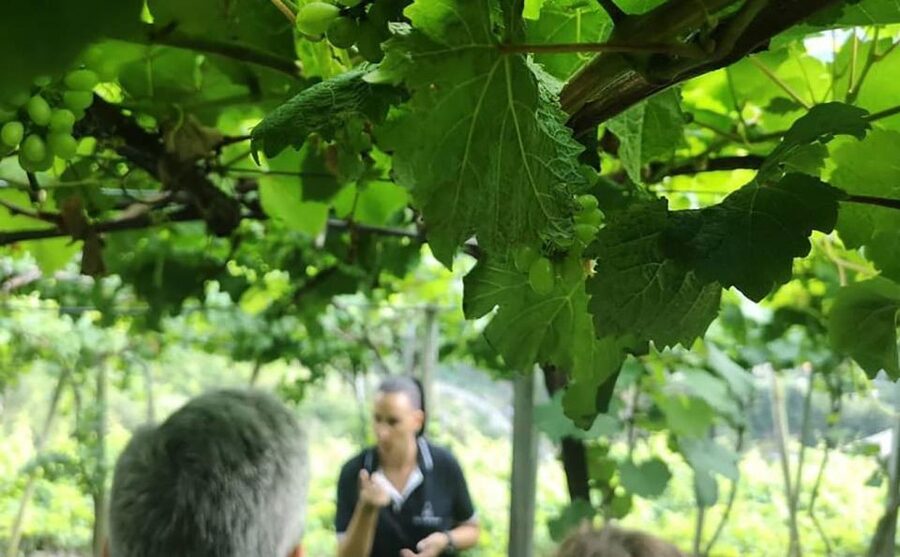 Madeira: Vineyard Tour w/ Wine Tasting & Skywalk - Rain, walking, and the tour’s limits