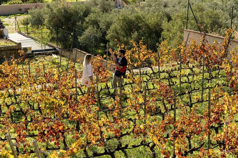 Malaga: Organic Vineyard Tour with 6 Wines, Tapas & Transfer - How intimate is the group?