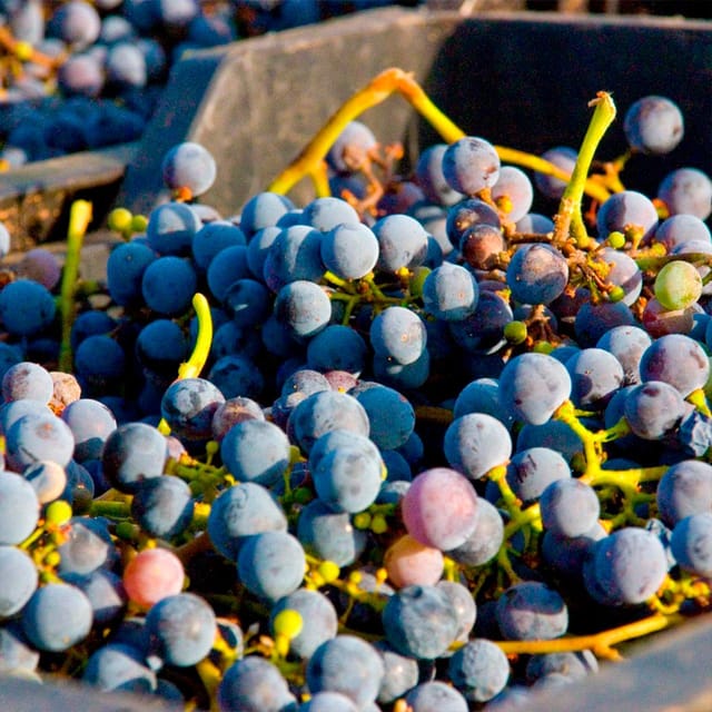 Malaga: White Village, Vineyard, and Wine Tasting Wine Tour - Who should book this Álora wine tour?