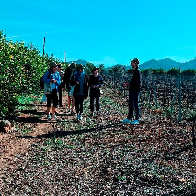 Malaga: White Village, Vineyard, and Wine Tasting Wine Tour - Why Álora makes a better day trip than another city stop