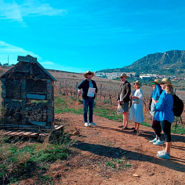 Malaga: White Village, Vineyard, and Wine Tasting Wine Tour - The countryside stop and a closer look at grape growing
