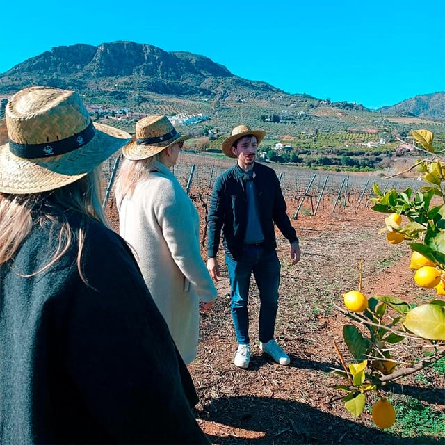 Malaga: White Village, Vineyard, and Wine Tasting Wine Tour - How the five-hour schedule works