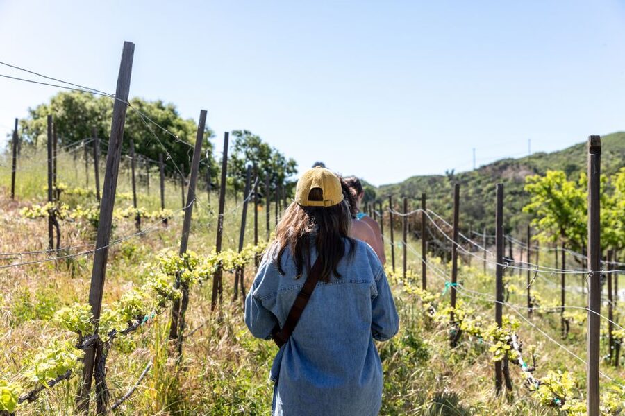 Malibu: Guided Vineyard Hike with Photo Stops and Wine - Rocky peaks, golden hills, and native oaks