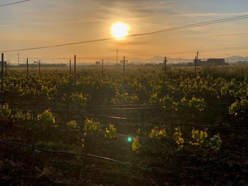 Mallorca: Bodega Butxet Vineyards & Winery Tour with Tasting - Mallorcan tapas make the $26 price work hard