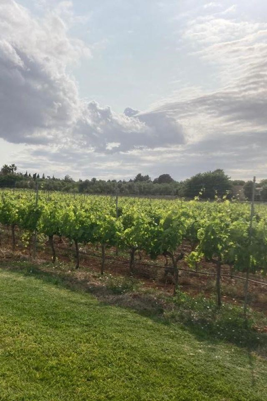 Mallorca: Bodega Butxet Vineyards & Winery Tour with Tasting - Families, weather, and the practical side