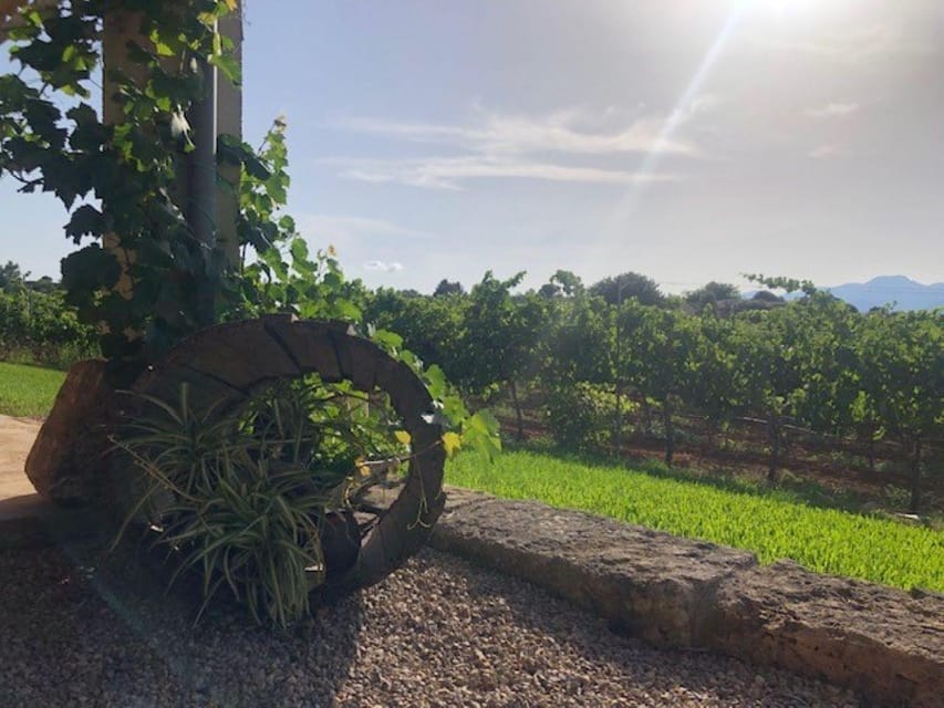 Mallorca: Bodega Butxet Vineyards & Winery Tour with Tasting - A few useful tips before you go