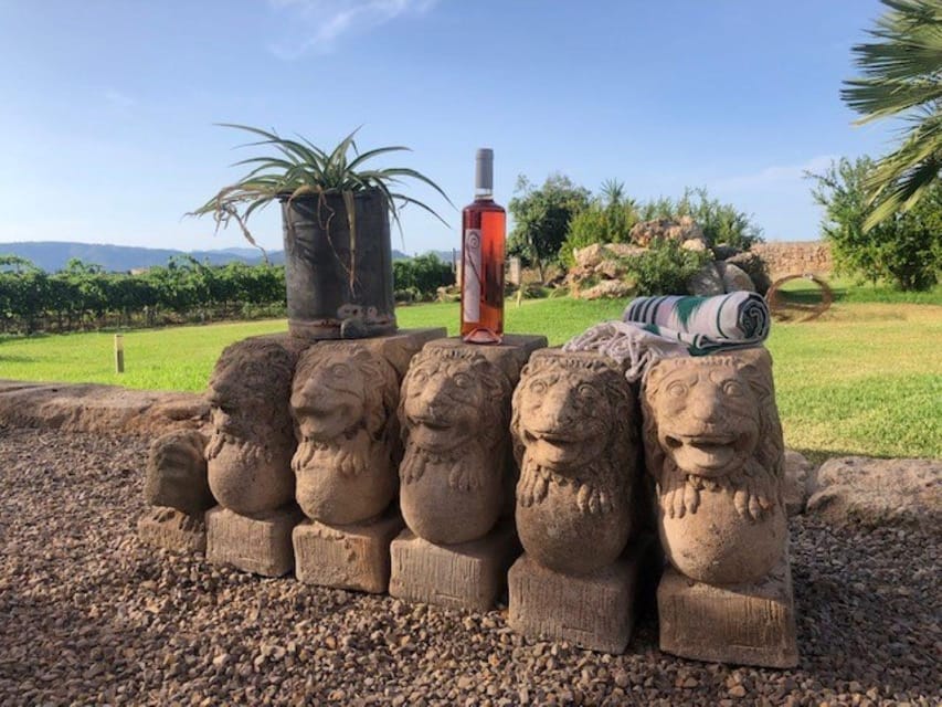 Mallorca: Bodega Butxet Vineyards & Winery Tour with Tasting - The vineyard walk: a gentle introduction outdoors