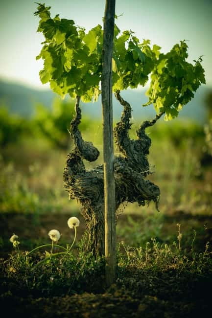 Mallorca: Winery visit and wine tasting, with Mallorcan products - The final stop at the 7103 Petit Celler store