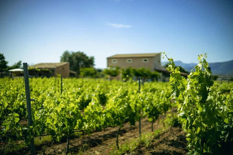 Mallorca: Winery visit and wine tasting, with Mallorcan products - Timing, flexibility, and practical planning