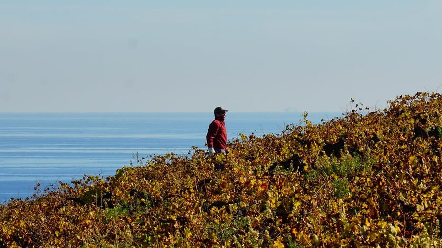 Manilva: Nilva Vineyard, Wine Tasting & Tapas Guided Tour - What can go wrong, and how to plan around it
