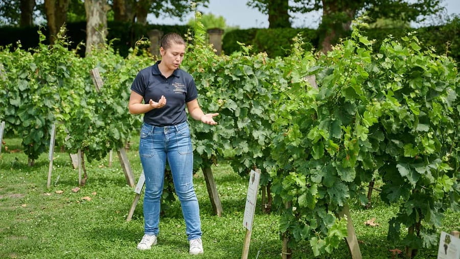Margaux - Discovery tour of the vineyard with a tasting of 4 wines - A practical introduction to Margaux wine