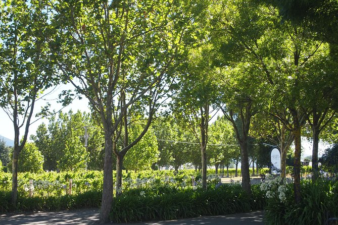 Marlborough Wine Region Tour from the Port of Picton - Forrest Wines adds family character and lower-alcohol options