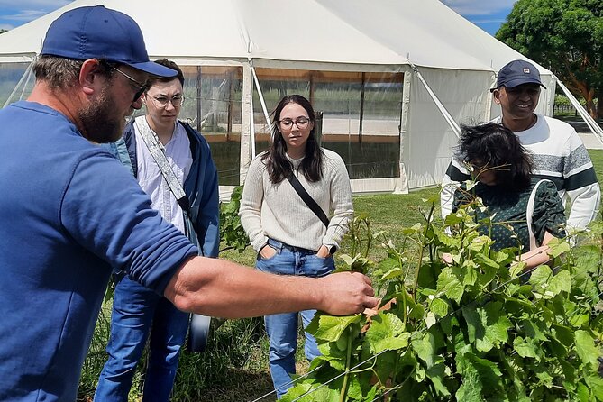 Martinborough Winery and Foodie Day Tour with vineyard lunch - Is $197.34 a fair price?
