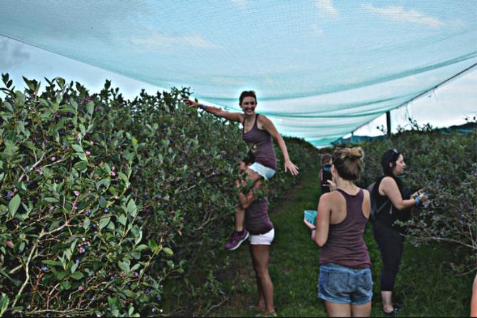 Mattituck Bike Wine Country and Fruit Orchard Tour - Orchard walking and fruit picking