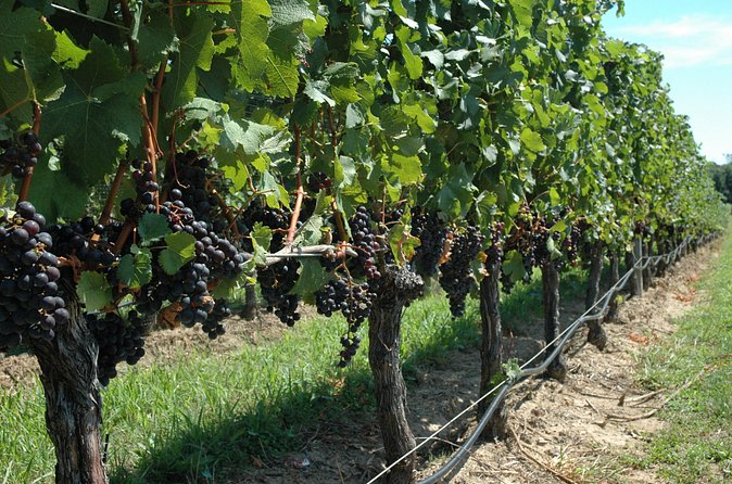 Mattituck New York Guided Farm and Wine Country Bike Tour - Weather, timing, and practical planning