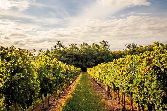 Médoc Region Half-Day Wine Tour with Winery Visit & Tastings from Bordeaux - What the $156.88 price really buys
