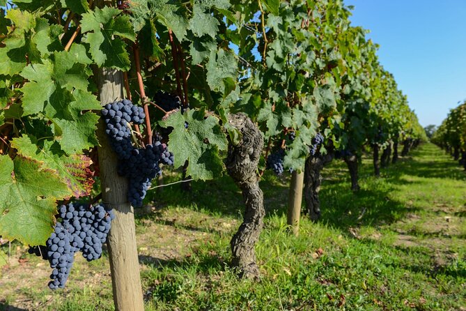 Medoc Region Wine Day Trip with Vineyard Visits & Tastings from Bordeaux - Second tasting: Pauillac or Saint-Estèphe
