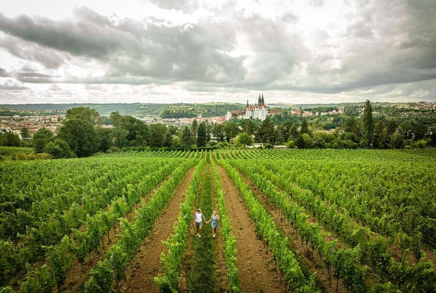 Meißen: Wine hike in the Proschwitzer vineyards including a 3-part wine tasting - Walking into Meißen’s vineyard country