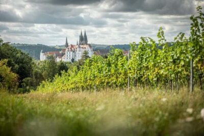 Meißen: Wine hike in the Proschwitzer vineyards including a 3-part wine tasting