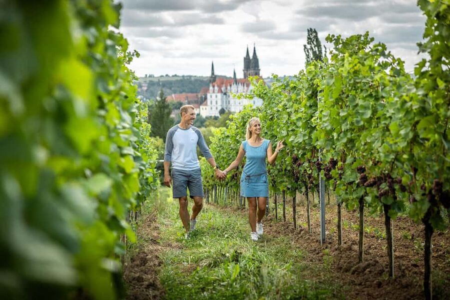 Meißen: Wine hike in the Proschwitzer vineyards including a 3-part wine tasting - Should you book the Proschwitzer wine hike?