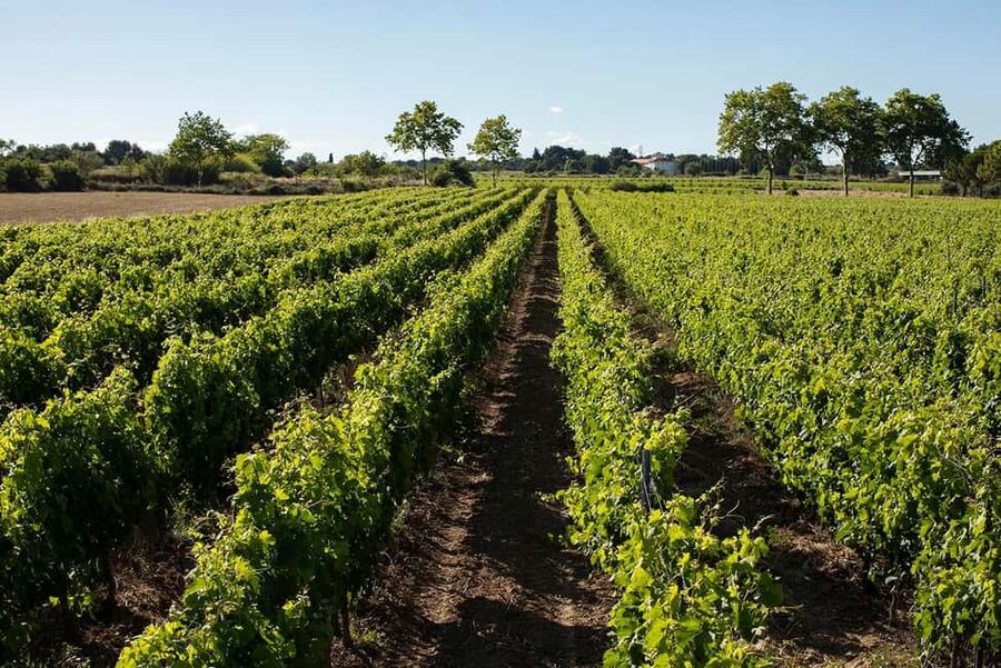 Mèze: Domaine Saint André Vineyard Guided Tour with Tasting - Grape varieties, terroir, and the harvest