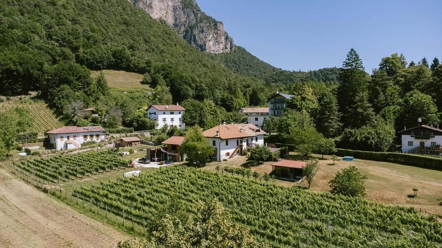 Mezzocorona: vineyard Tour on Mount and tasting of 3 wines - A cable car ride into Trentino wine country