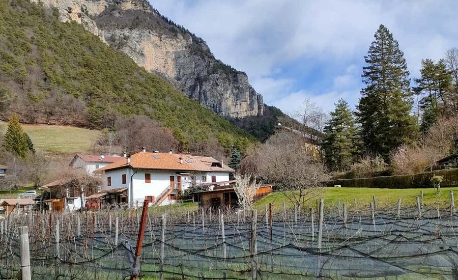 Mezzocorona: vineyard Tour on Mount and tasting of 3 wines - What the $112 price really buys you