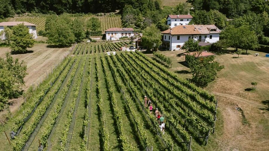 Mezzocorona: vineyard Tour on Mount and tasting of 3 wines - The people make a difference