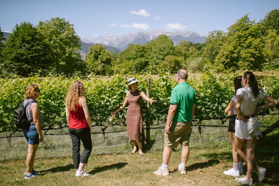 Mezzocorona: vineyard Tour on Mount and tasting of 3 wines - The Skywalk and optional Tibetan bridge