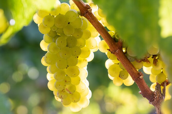 Minoan Crete: Knossos Palace, Winery Visit and Lunch at Peza - Starting early at Knossos Palace