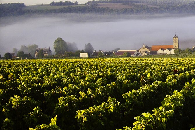 Moet et Chandon Vineyards Cellars 7 tastings Private Champagne - A 7:30 a.m. start from Paris