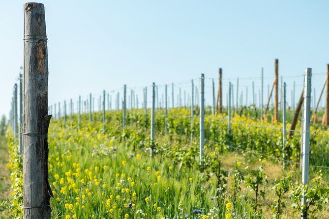 Monferrato (Asti): Wine Tour with light lunch picnic in the vineyards - What happens during the 90 minutes