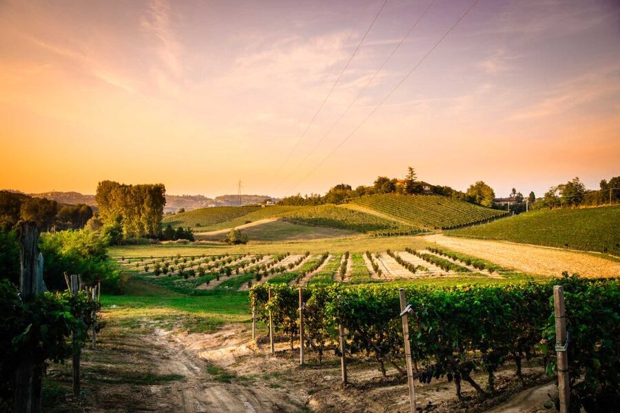 Monferrato: Garetto Wine Estate Tour and Picnic Private - A self-guided walk through the vineyard