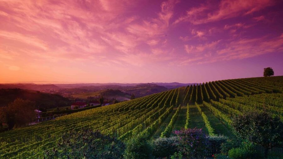 Monferrato: Garetto Wine Estate Tour and Picnic Private - Is $65 a fair price?