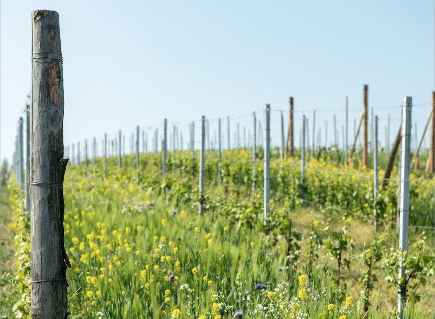 Monferrato: Wine Tour & Picnic in the Vineyards - The vineyard picnic: simple food with a view