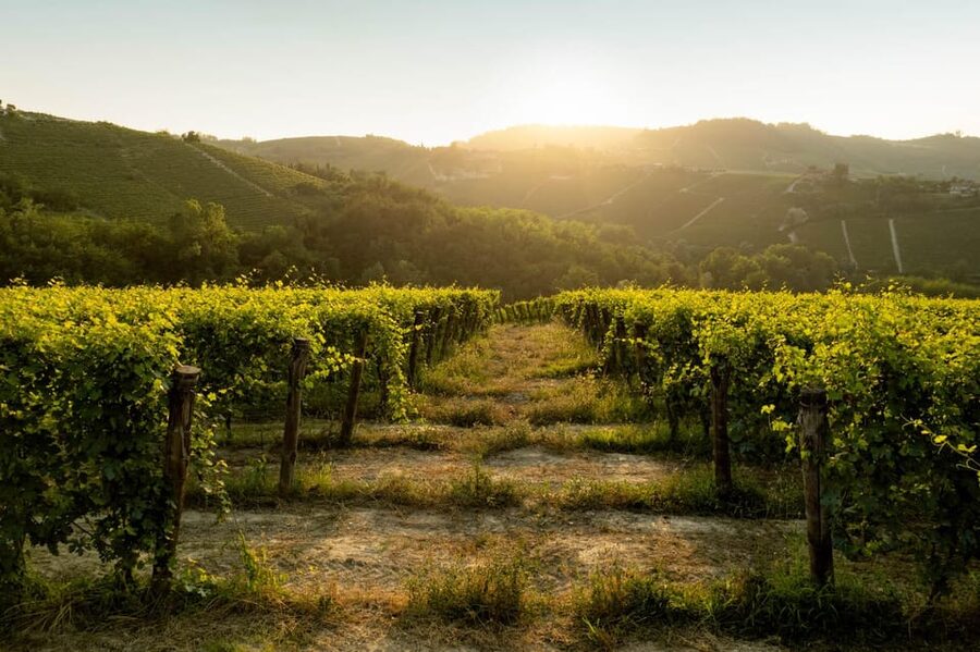 Monforte d'Alba: Barolo Tasting, Vineyard & Cellar Visit - Starting at Podere Gagliassi in Monforte dAlba
