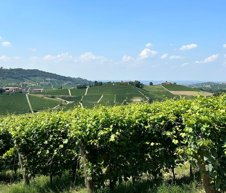 Monforte d'Alba: Barolo Tasting, Vineyard & Cellar Visit - What the $35 price really gives you